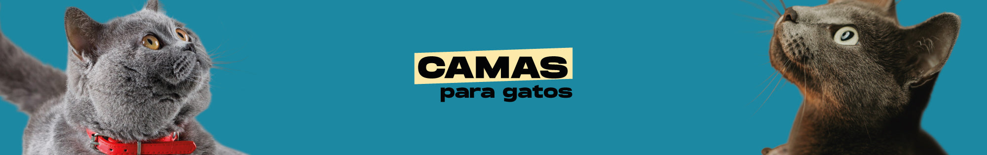 Camas para gatos