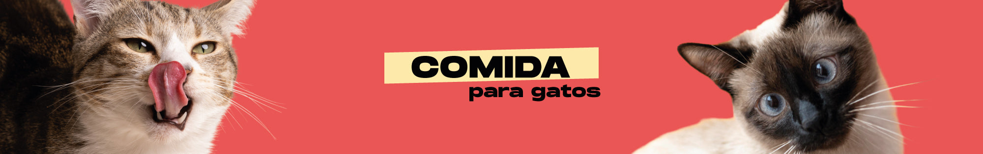 Alimentos para gatos
