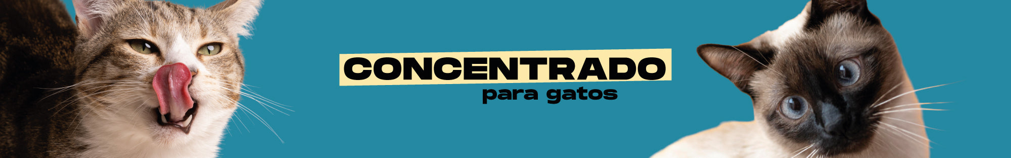 Concentrado para gatos
