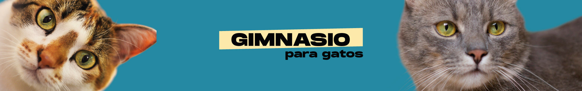 Gimnasio para gatos