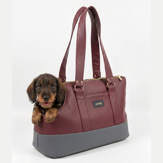 perro teckel en un bolso pequeño