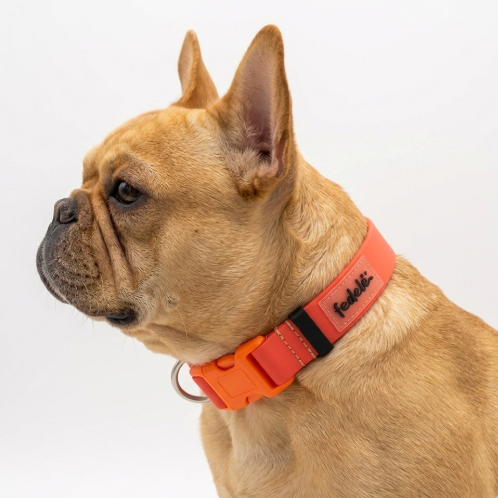 foto de producto perro bull dog con un collar en goma de color rojo